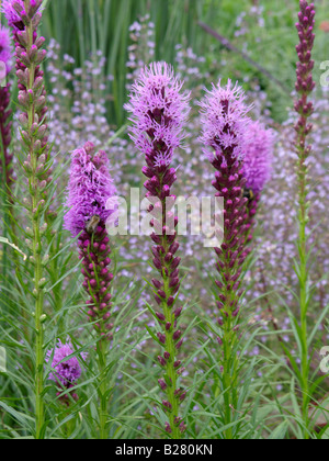 Dichten Blazing Star (Liatris spicata) Stockfoto