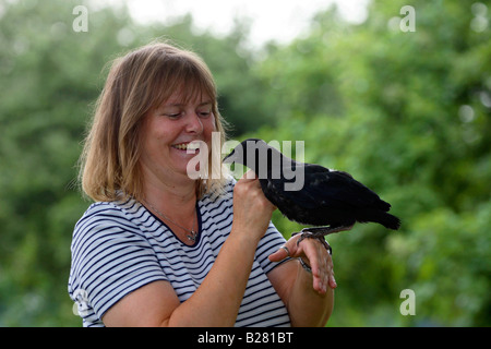 Frau mit Carrion Crow Biotechnik Corvus Corone Corone verwaist streicheln Stockfoto