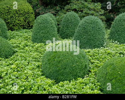 Gemeinsame Buchsbaum (buxus sempervirens) und japanische Wolfsmilch (pachysandra Terminalis) Stockfoto