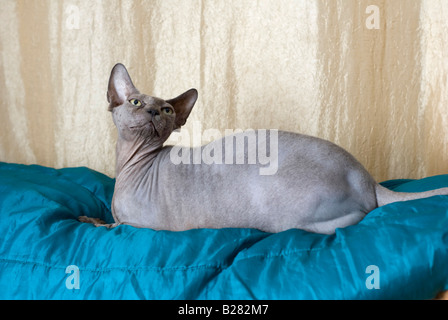 Auch bekannt als Canadian haarlose Sphynx Katze ist eine seltene Rasse der Katze bekannt für seinen Mangel an einen Mantel Property-Release verfügbar Stockfoto