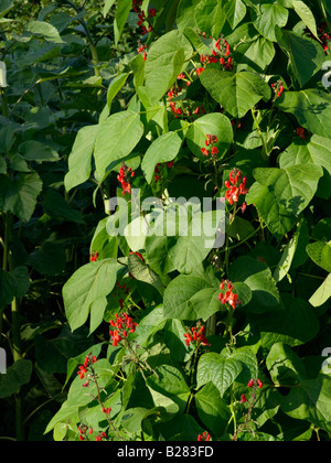 Runner bean (Phaseolus coccineus) Stockfoto