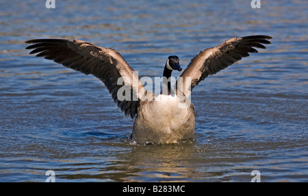 Kanadagans (Branta Canadensis) mit Flügeln auf dem Wasser Stockfoto