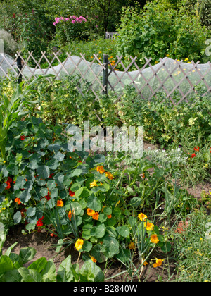 Kapuzinerkresse (tropaeolum majus) in einem Gemüsegarten Stockfoto