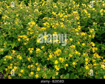 Hohen Tutsan (Hypericum X inodorum "Ausgezeichnete Flair") Stockfoto