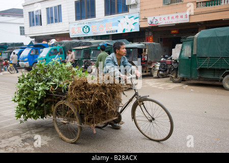 Transport von Osmanthus Jungbäume von Dreirad für traditionelle Baumpflanzaktion Tag in Baisha nahe Guilin China Mann Stockfoto