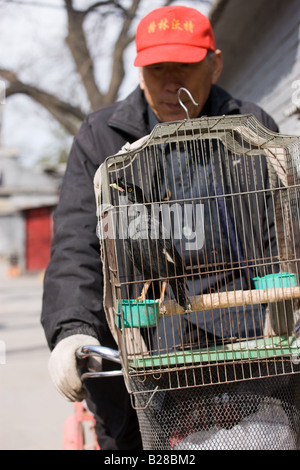 Älterer Mann Zyklen mit einem Käfig Mynah Vogel auf der Vorderseite seines Fahrrades im Bereich Hutongs Peking China Stockfoto