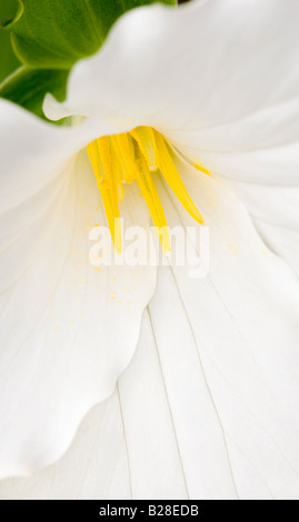 Nahaufnahme von weißen Trillium Grandiflorum Blume, eine geschützte und gefährdeten Arten in vielen Bereichen. Stockfoto