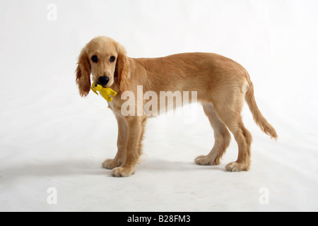 Englisch Cocker Spaniel 5 Monat mit Spielzeug Seite Stockfoto