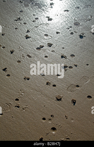 Wurm Abgüsse aus Lug Würmer an einem Strand in Northumberland, North East England Stockfoto