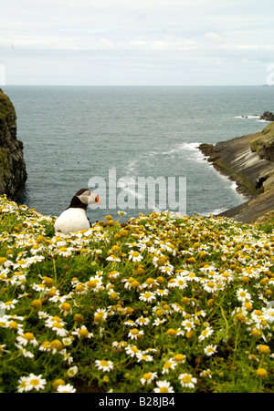 Papageitaucher (Fratercula Arctica) entstand nur aus seiner Höhle unter dem Meeresboden Mayweed auf Skomer Island Pembrokeshire Stockfoto