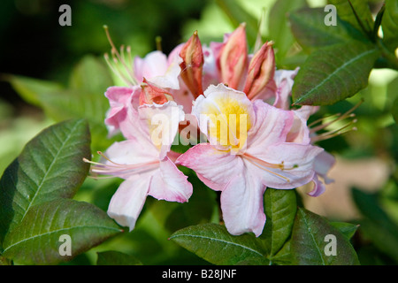 Blühenden Rhododendron Rhododendron-Park Babite Lettland Europas Stockfoto