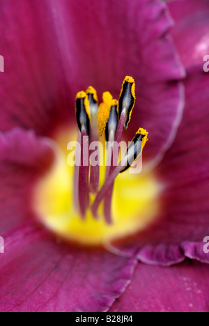 Nahaufnahme von Lila hemerocallis Tag Lilly Stockfoto