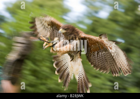 Harris Hawk, Parabuteo Unicinctus, Landung auf Handschuh Stockfoto