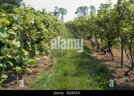 Weinberg in Put in Bay Ohio Stockfoto