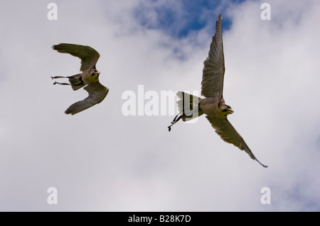 Grenzüberschreitende gezüchteten Lanner Falcon, Falco Biarmicus und Wanderfalken Falco Peregrinus, im Flug Stockfoto