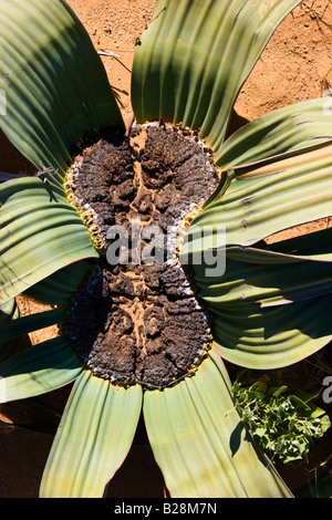 Eine Welwitschia Pflanze (Welwitschia Mirabilis) in der Namib-Wüste, Namibia Stockfoto