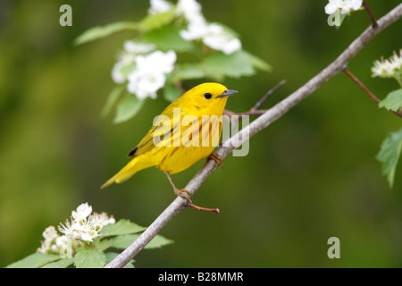 Schnäpperrohrsänger in Hawthorn Baum Stockfoto