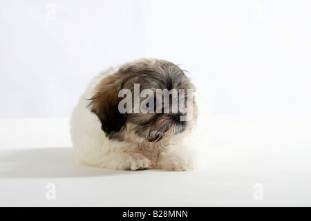 Coton de Tulear Welpen 8 Wochen Stockfoto