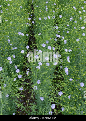 Gemeinsame Flachs (Linum usitatissimum) Stockfoto