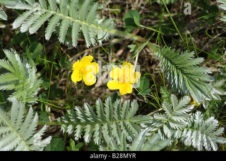 SILVERWEED Potentilla heisses Pflanzen IN Blüte CLOSE UP Stockfoto