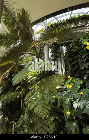 UK-Tyne und tragen Sunderland Mowbray Park Wintergärten tropischen Farnen Anbau im Gewächshaus Stockfoto