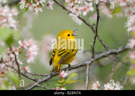 Schnäpperrohrsänger in Kirschbaum-Blüten Stockfoto