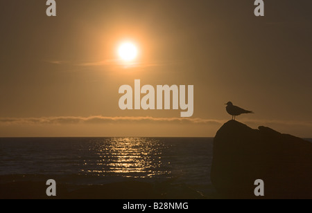 Eine Möwe thront auf einem Felsen im Profil gegen die tiefstehende Sonne, die nie in den arktischen Sommer setzt Stockfoto