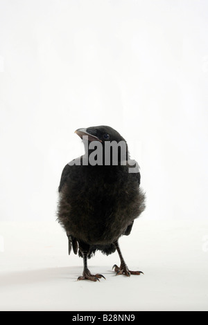 AAS-Krähe Biotechnik Corvus Corone corone Stockfoto