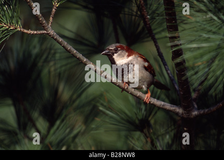 Haussperling (Passer Domesticus), Männlich, thront in Pinie Stockfoto