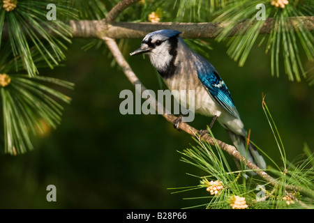 Blauhäher (Cyanocitta Cristata) thront in einer Tanne Stockfoto