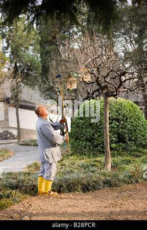 Mönch hängt ein Käfig Lachen Soor auf einem Ast in der Mönch s Garten die große Wildgans-Pagode Xian China Stockfoto