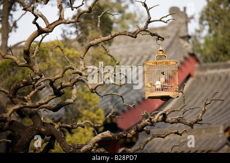 Lachende Soor im Käfig hängen an einem Zweig in der Mönch s Garten auf das große Wildgans-Pagode Xian China Stockfoto