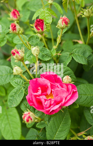 Rosa Gallica Officinalis in Blüte im Juli Stockfoto