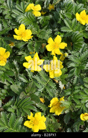 SILVERWEED Potentilla heisses Pflanzen IN Blüte Stockfoto