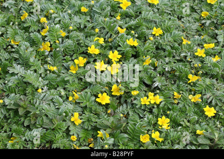 SILVERWEED Potentilla heisses Pflanzen IN Blüte Stockfoto