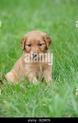 Golden Retriever Welpen vier Wochen alt Duncan British Columbia Kanada Stockfoto