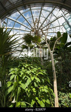 UK-Tyne und tragen Sunderland Mowbray Park Wintergärten tropischen Palmen wachsen im Gewächshaus Stockfoto