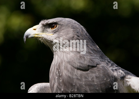 Oberkörper Bussard Adler, auch bekannt als chilenische Adler Geranoaetus Melanoleucus schwarz Stockfoto