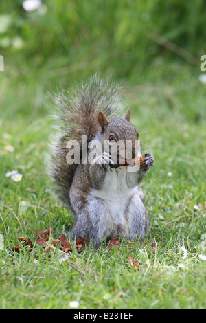 GRAUE Eichhörnchen Scirius Carolinensis Essen TANNENZAPFEN Vorderansicht Stockfoto