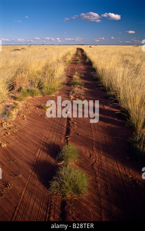 Outback Track [Australien] Stockfoto