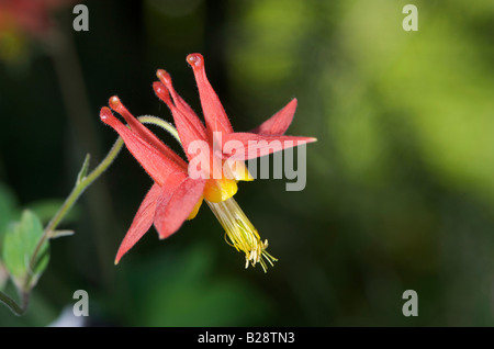 Rote Akelei Aquilegia Formosa Gabriola British Columbia Kanada Stockfoto