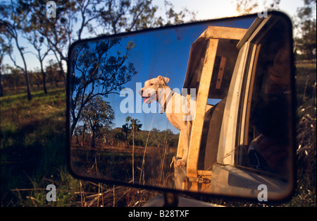 Hund im Auto Australien Stockfoto