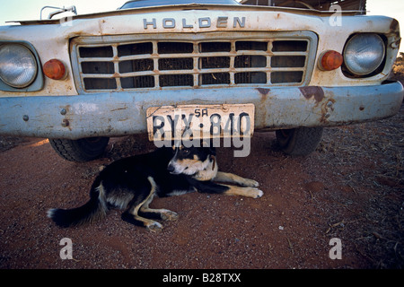 Hund im Schatten, South Australia Stockfoto
