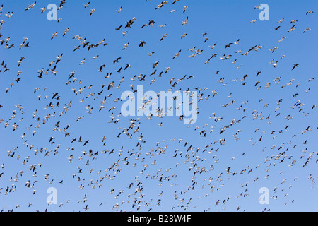 Zehntausende von kanadischen Schneegänse fliegen in Formation Overhead im ländlichen Nebraska 3 11 2008 Stockfoto