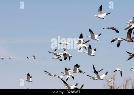 Schneegänse nehmen Flug im ländlichen Nebraska 3 11 2008 Stockfoto