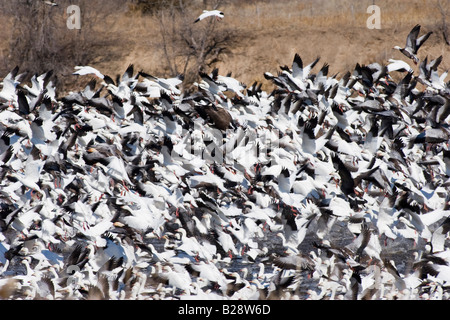 Zehntausende von kanadischen Schneegänse nehmen Flug im ländlichen Nebraska 3 11 2008 Stockfoto