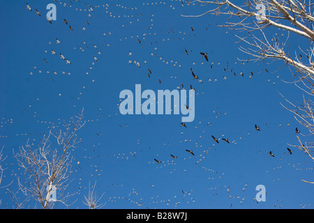 Zehntausende von kanadischen Schneegänse fliegen in Formation Overhead im ländlichen Nebraska 3 11 2008 Stockfoto