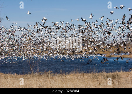 Zehntausende von kanadischen Schneegänse nehmen Flug im ländlichen Nebraska 3 11 2008 Stockfoto