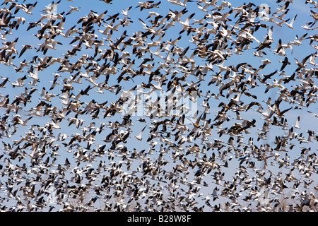 Zehntausende von kanadischen Schneegänse nehmen Flug im ländlichen Nebraska 3 11 2008 Stockfoto