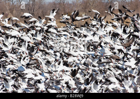 Zehntausende von kanadischen Schneegänse nehmen Flug im ländlichen Nebraska 3 11 2008 Stockfoto